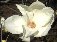 �n�N���N����(���ؘ@)