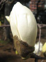 �n�N���N����(���ؘ@)