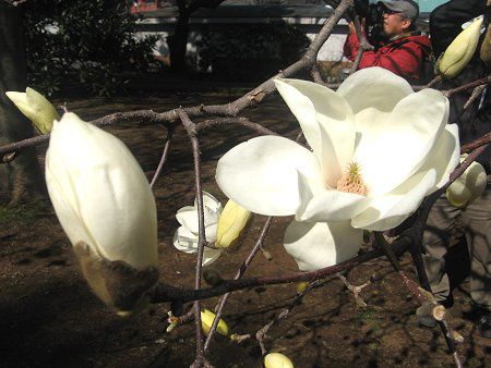 はくもくれん ハクモクレンン(白木蓮)【かぎけんWEB】