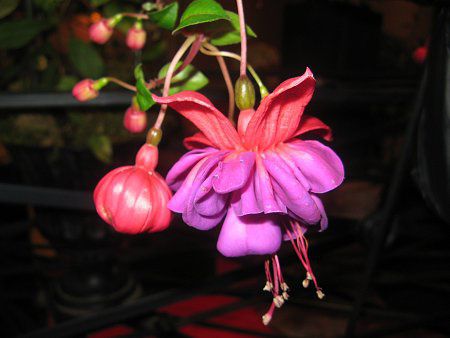 tNVA(Fuchsia)