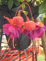 tNVA(Fuchsia)