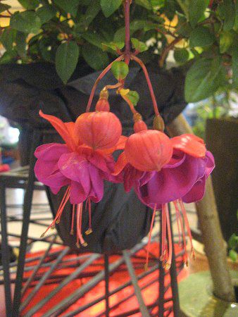 tNVA(Fuchsia)