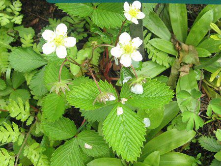 シロバナノヘビイチゴ 白花の蛇苺