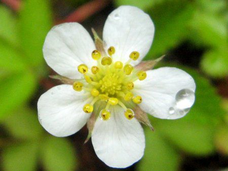 シロバナノヘビイチゴ 白花の蛇苺