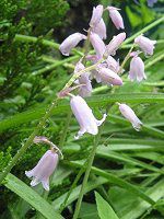 V[Ek^X(Scilla nutans)