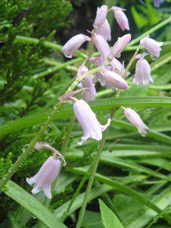 V[Ek[^X(Scilla nutans)