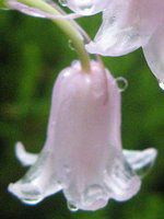 V[Ek^X(Scilla nutans)