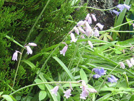 V[Ek^X(Scilla nutans)