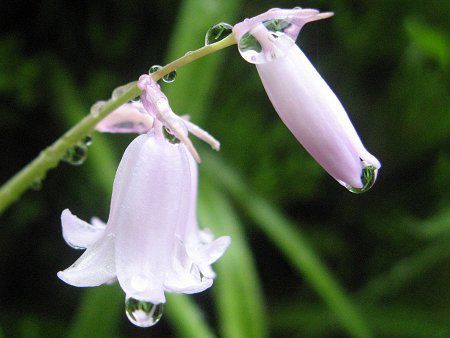 V[Ek^X(Scilla nutans)