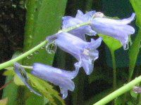 V[Ek^X(Scilla nutans)
