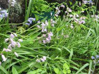 V[Ek^X(Scilla nutans)