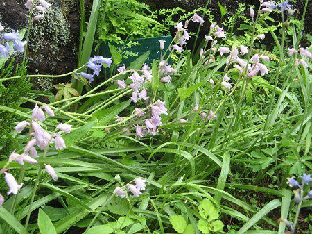 V[Ek^X(Scilla nutans)