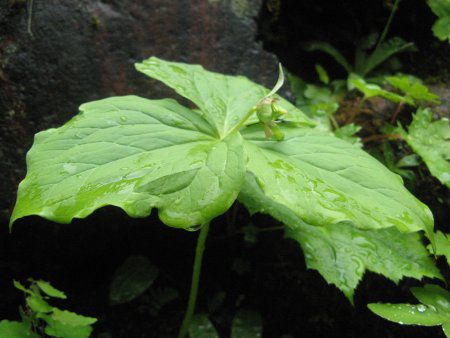 シロバナエンレイソウ 白花延齢草