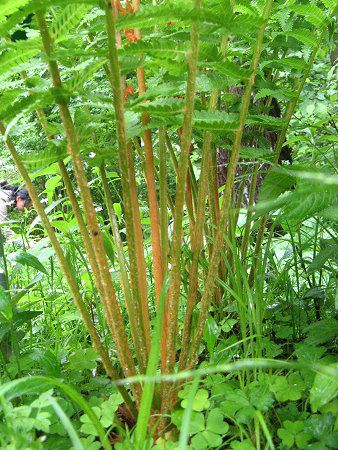 ヤマドリゼンマイ 山鳥薇 かぎけんweb