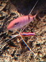 (lNAV)ƃAJV}VqQGr(ԎȔECV)