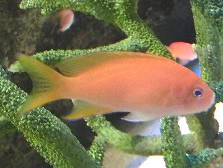 熱帯魚と水棲生物図鑑 かぎけんweb 熱帯魚と水棲生物図鑑 かぎけんweb