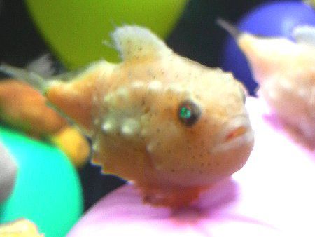 フウセンウオ 風船魚 かぎけんweb フウセンウオ 風船魚 かぎけんweb