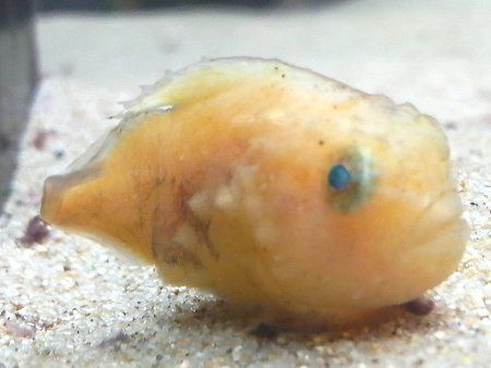 フウセンウオ 風船魚 かぎけんweb フウセンウオ 風船魚 かぎけんweb