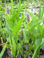 |efA(Pontederia)