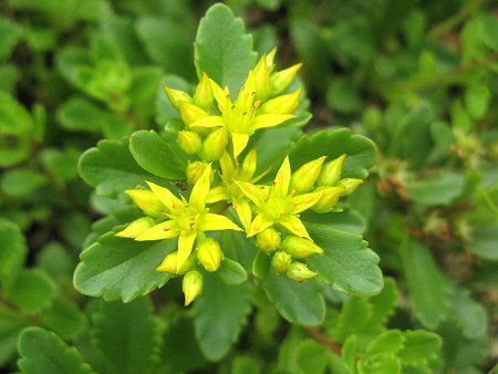 エゾノキリンソウ 蝦夷麒麟草 かぎけんweb
