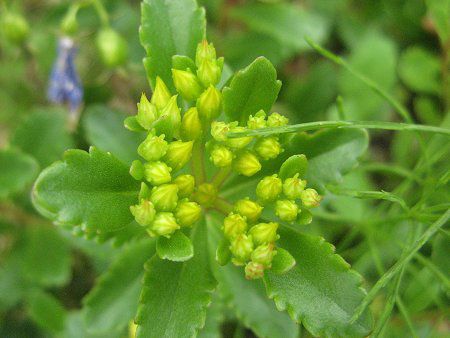 エゾノキリンソウ 蝦夷麒麟草 かぎけんweb