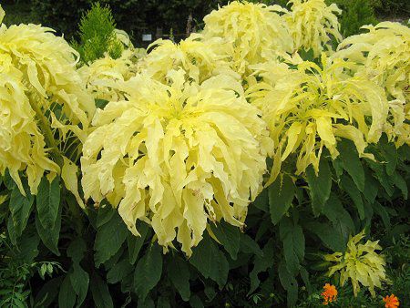 アマランサス Amaranthus かぎけんweb