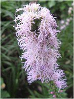 AgX(Liatris)