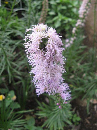 リアトリス Liatris かぎけんweb