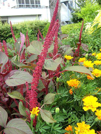 アマランサス クルエンタス Amaranthus Cruentus かぎけんweb