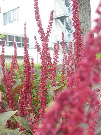 アマランサス クルエンタス Amaranthus Cruentus かぎけんweb