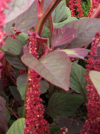 アマランサス クルエンタス Amaranthus Cruentus かぎけんweb