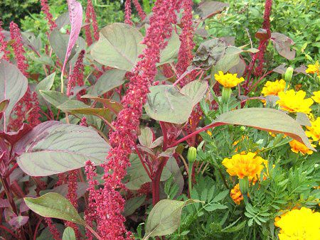 アマランサス クルエンタス Amaranthus Cruentus かぎけんweb