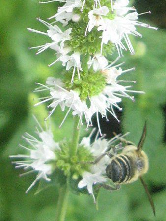 zCgyp[~g(White peppermint)