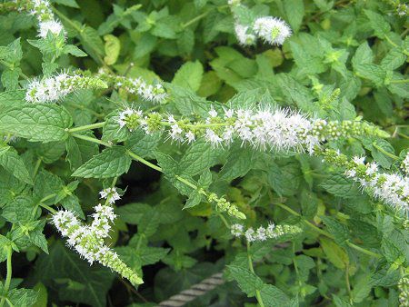 ホワイトペパーミント White Peppermint かぎけんweb