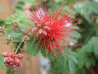 JAhEGItB(Calliandra eriophylla)