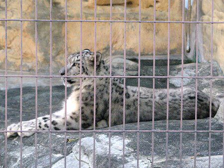 ユキヒョウ 雪豹 かぎけんweb