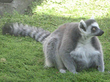 ワオキツネザル 輪尾狐猿 かぎけんweb