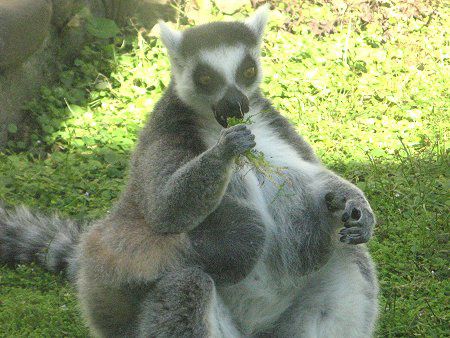 ワオキツネザル 輪尾狐猿 かぎけんweb