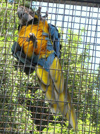 ルリコンゴウインコ（瑠璃金剛鸚鵡）【かぎけんWEB】