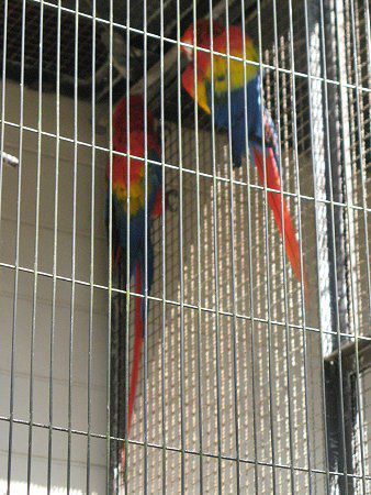 金剛インコ 51QKDjnrf0L._UF350,350_QL50_.jpg