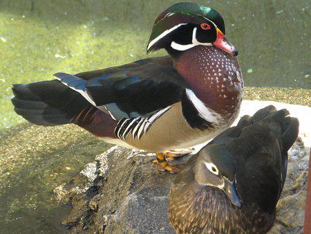 熊本動植物園の鳥