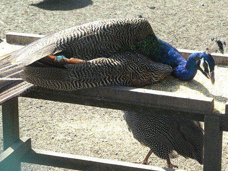インドクジャク(印度孔雀)【かぎけんWEB】