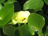 EH[^[|s[(Water Poppy)