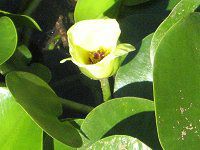 EH[^[|s[(Water Poppy)