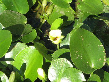 EH[^[|s[(Water Poppy)