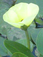 EH[^[|s[(Water Poppy)