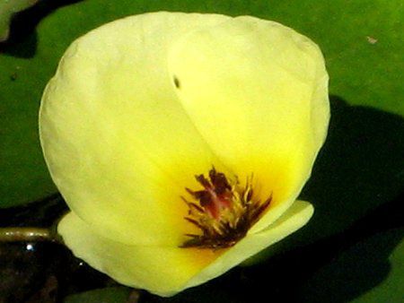 EH[^[|s[(Water Poppy)