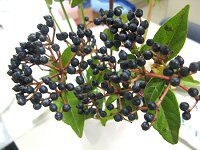 ro[iEeBkXiViburnum tinusj
