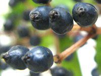 ro[iEeBkXiViburnum tinusj