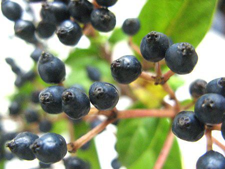 トキワガマズミ ビバーナム ティヌス Viburnum Tinus かぎけんweb